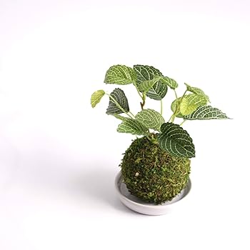 Amazon｜CT触媒 盆栽 苔玉 フェイクグリーン 観葉植物 消臭 抗菌